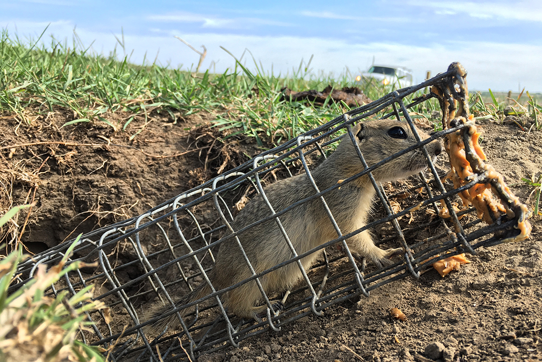 Ground squirrels were among the species tested for tularemia at the Assiniboine Park Zoo. Photo by Morgan Kelley.